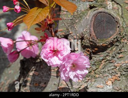Japanese clove cherry, Prunus serrulata, flowering in spring Stock Photo