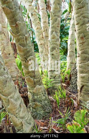 Tropical trunks. Cropped image of tree trunks in a tropical forest Stock Photo