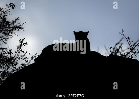 Leopard lies on rock silhouetted against sky Stock Photo