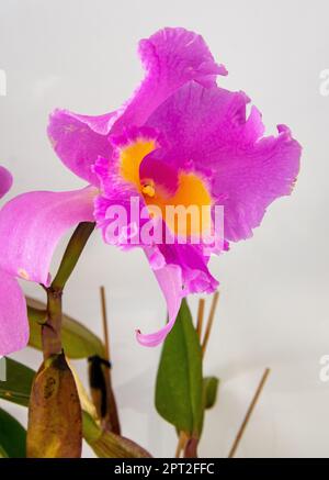 Orchid Cattleya Blc. Trium Phal Coronation Seto home flower. Large pink purple buds. Phalaenopsis rare of orchids labiata. White background. Big flowers pot garden cattleya orchidaceae family. Stock Photo