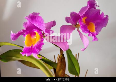 Orchid Cattleya Blc. Trium Phal Coronation Seto home flower. Large pink purple buds. Phalaenopsis rare of orchids labiata. White background. Big flowers pot garden cattleya orchidaceae family. Stock Photo