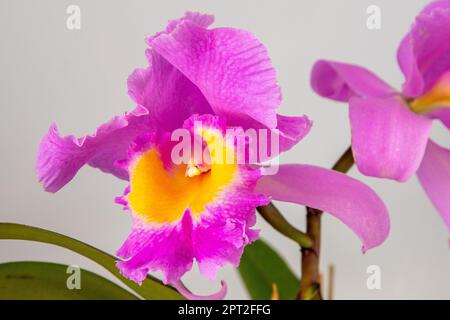 Orchid Cattleya Blc. Trium Phal Coronation Seto home flower. Large pink purple buds. Phalaenopsis rare of orchids labiata. White background. Big flowers pot garden cattleya orchidaceae family. Stock Photo