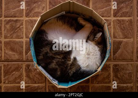 Goiania, Goias, Brazil – April 27, 2023:  A tabby cat, curled up inside a cardboard box, sleeping peacefully. Stock Photo