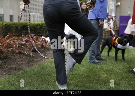 New York, United States. 27th Apr, 2023. Rowan, a Shetland Sheepdog, leaps through the legs of his trainer, Heather Witt during the 147th Annual Westminster Kennel Club Dog Show Press Preview on Thursday, April 27, 2023 in New York City. Photo by Peter Foley/UPI Credit: UPI/Alamy Live News Stock Photo