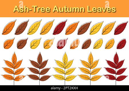 Ash-Tree Leaf Set Stock Vector