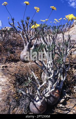 Elephant's Foot Plant (Pachypodium rosulatum), Isalo National Park, Fianarantsoa, Madagascar, Africa Stock Photo