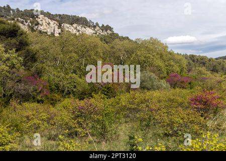 Densely packed trees in the Cesse valley near Bize-Moinervois Stock Photo