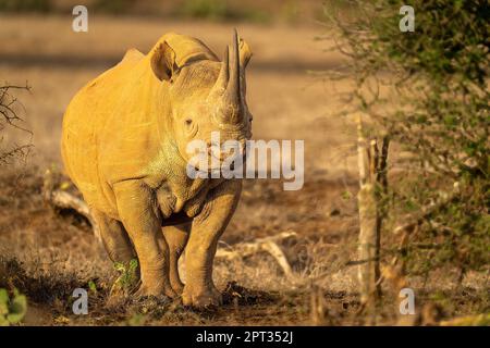 Black rhino stands staring in golden light Stock Photo