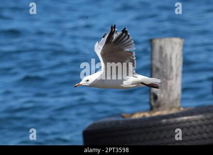 Silver Gull (Larus novaehollandiae) adult in flight over landing stage  North Stradbroke Island, Queensland, Australia.       March Stock Photo