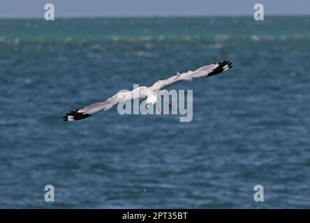 Silver Gull (Larus novaehollandiae) adult in flight over sea  North Stradbroke Island, Queensland, Australia.       March Stock Photo