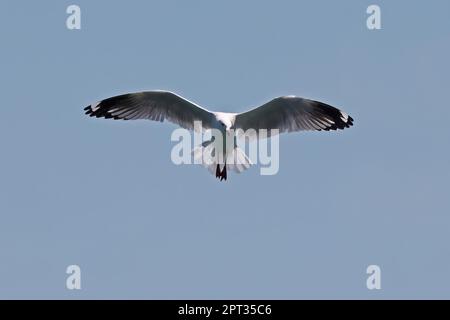 Silver Gull (Larus novaehollandiae) adult in flight   North Stradbroke Island, Queensland, Australia.       March Stock Photo