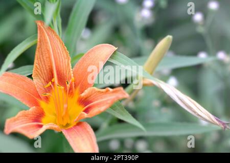 Orange lily flowers with green stems grow in a country house garden. Lilium bulbiferum is a herbaceous European lily with underground bulbs Stock Photo