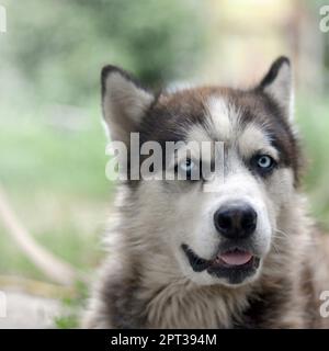 Alaskan Malamute with blue eyes. The Arctic Malamute is a wonderful fairly large dog native type designed to work in harness, one of the oldest breeds Stock Photo