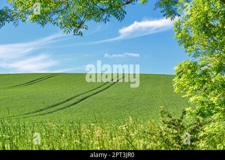 Rolling Green fields and blue sky framed by trees. Rolling Green fields and blue sky framed by trees - lots of copy space Stock Photo