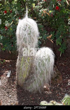 Cephalocereus senilis cactus with woolly white hairs, also known as Old Man cactus, bloomed in the Spring Stock Photo