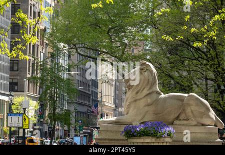 The Lion Statues, Patience and Fortitude, are historic landmarks in front of the New York Public Library on Fifth Avenue, 2023, New York City, USA Stock Photo