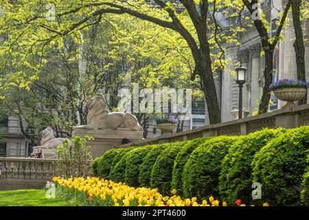 The Lion Statues, Patience and Fortitude, are historic landmarks in front of the New York Public Library on Fifth Avenue, 2023, New York City, USA Stock Photo