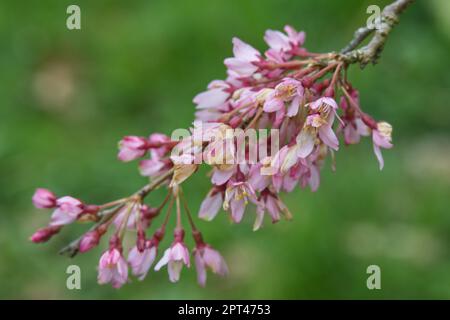 Pale pink spring blossom of weeping Cherry Tree, Prunus pendula 'Pendula Rubra' Tree, with bee, in UK garden April Stock Photo