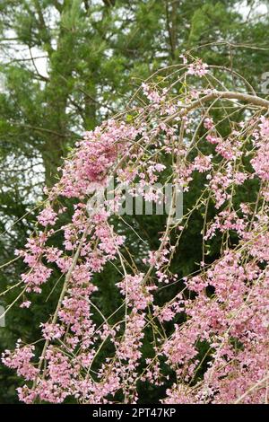 Pale pink spring blossom of weeping Cherry Tree, Prunus pendula 'Pendula Rubra' Tree, in UK garden April Stock Photo