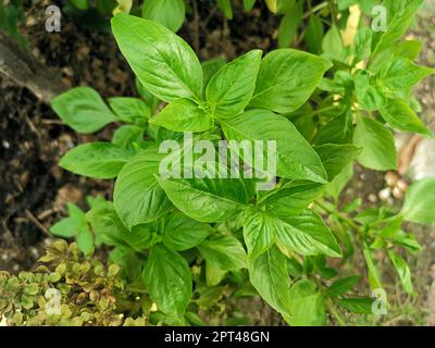 Thai basil is a type of basil native to Southeast Asia. its flavor