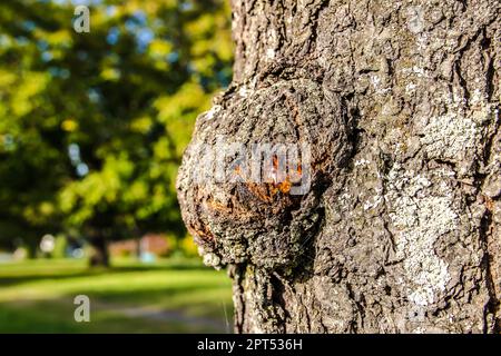 Tree Resin on a Tree Trunk with defocused green background Stock Photo