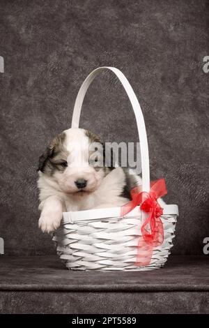 Cute sheperd puppy or lovely dog pet is sitting in the basket on gray background. Stock Photo