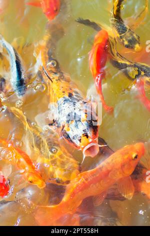 Colorful Japanese koi carp fishes are swimming in lake. Stock Photo