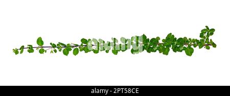 leaf vine isolates on a white background Stock Photo