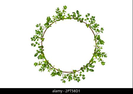 leaf vine circle isolates on a white background Stock Photo