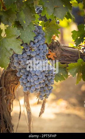 Beautiful Lush Wine Grape Bushels In The Vineyard Stock Photo