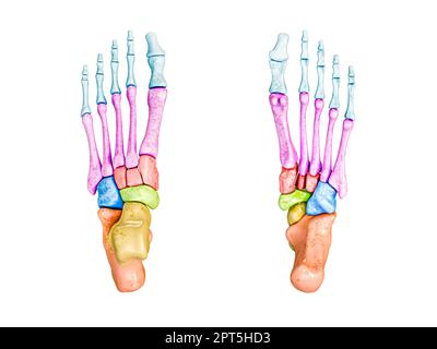 Foot bones inferior and superior view labeled with colors 3D rendering illustration isolated on white with copy space. Human skeleton anatomy, medical Stock Photo
