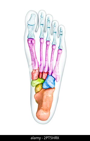 Foot bones inferior or plantar view labeled with colors with body 3D rendering illustration isolated on white with copy space. Human skeleton or skele Stock Photo