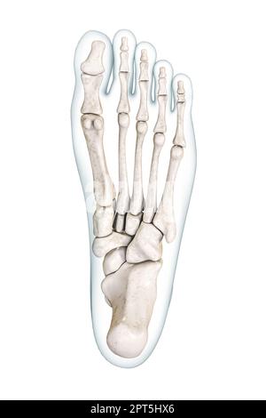 Foot bones inferior or plantar view with body contours 3D rendering illustration isolated on white with copy space. Human skeleton or skeletal system Stock Photo