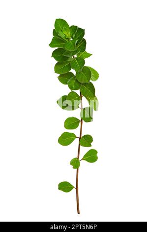 leaf vine isolates on a white background Stock Photo