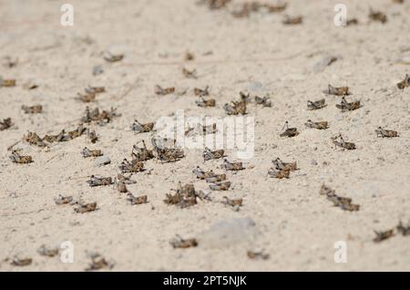 Nymphs of Moroccan locust Dociostaurus maroccanus. Cruz de Pajonales. Integral Natural Reserve of Inagua. Tejeda. Gran Canaria. Canary Islands. Spain. Stock Photo