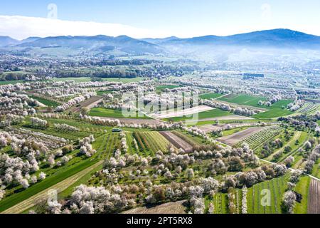 Spring in the Renchtal in the Ortenau, tree blossom, blossoming cherry trees, drone photo, Sasbach, Baden-Wuerttemberg, Germany Stock Photo