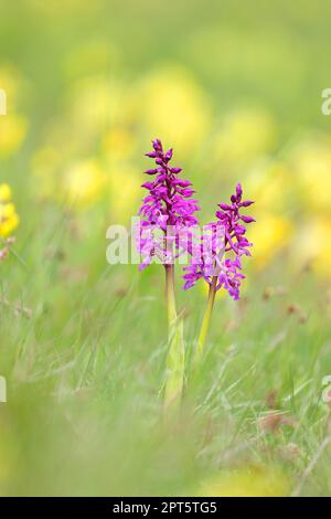 Early purple orchid (Orchis mascula), flowering, between common cowslip (Primula veris), Hesse, Germany Stock Photo