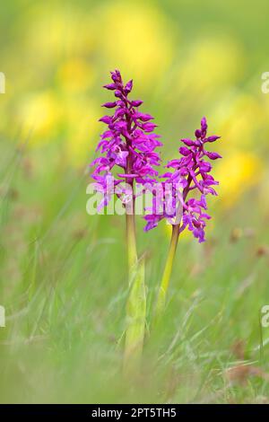 Early purple orchid (Orchis mascula), flowering, between common cowslip (Primula veris), Hesse, Germany Stock Photo