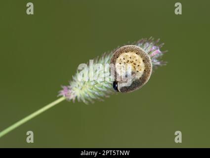 Caterpillar of an owlet moth (Noctuidae), Valais, Switzerland Stock Photo