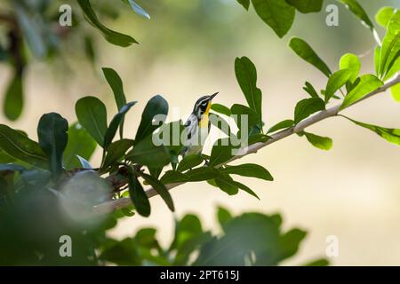 Yellow-throated warbler (Setophaga dominica), bird, Cienfuegos, Cuba Stock Photo