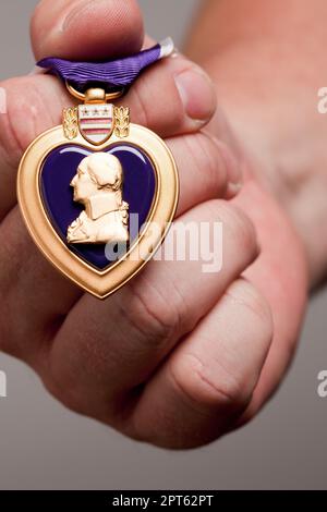 Man Holding Purple Heart War Medal on a Grey Background. Stock Photo