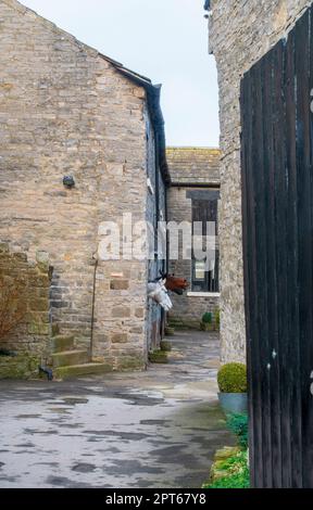 Midddleham Horse Racing Stable, Wensleydale, North Yorkshire. Horses look into the yard of a racing stable in the historic market town of Middleham. Stock Photo