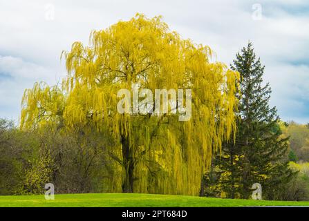 beautiful Weeping Willows with their yellow green long branches draping the landscape in early spring in Vermont Stock Photo