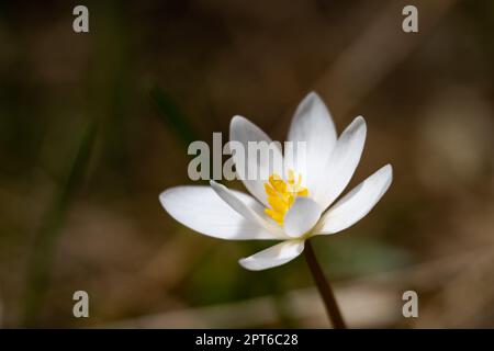 A sunlit bloodroot flower, Sanguinaria canadensis, isolated on a dark shadow background in the early spring in the Adirondack Mountains, NY USA Stock Photo