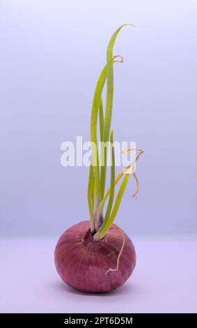 Sprouted onion on white background Stock Photo