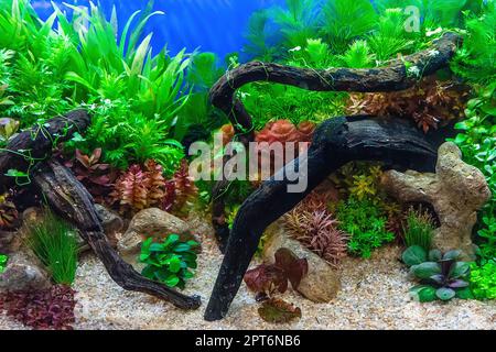 Underwater landscape nature forest style aquarium tank with a variety of  aquatic plants, stones and herb decorations Stock Photo - Alamy