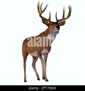 The herbivorous White-tailed deer lives in North and South America and is an abundant species. Stock Photo