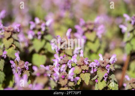 Violet Flowers Of Lamium Purpureum In Summer Field Meadow On Blurred Background. Stock Photo