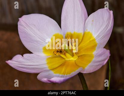 Close up of a Wild Tulip with shallow depth of field Stock Photo