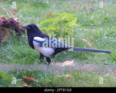 A common magpie walking and searching for nesting material in the garden Stock Photo